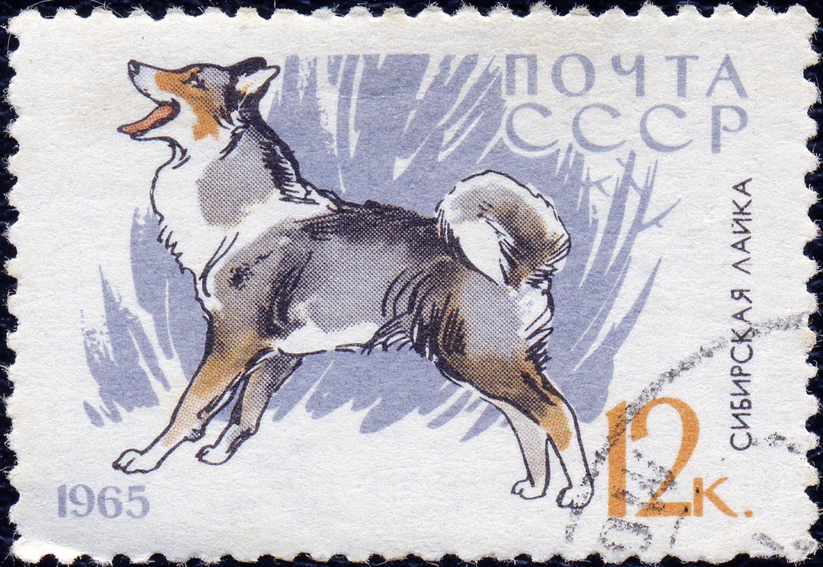 Сибирская лайка
